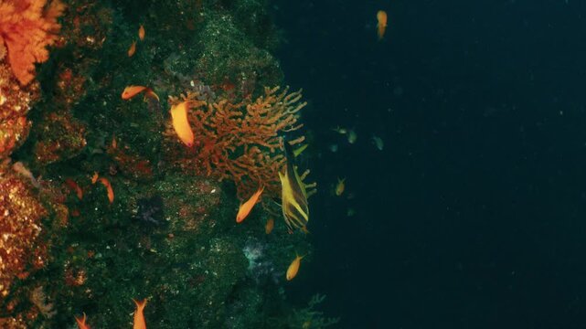 Colorful Sea Goldies and Reef Fish Swimming Around Coral Wall Underwater