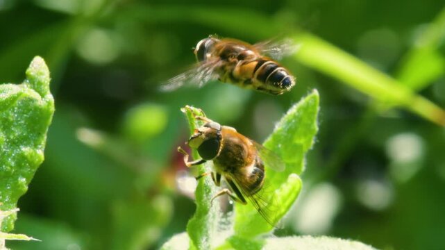 Drone Fly (Eristalis nemorum) in flight in courtship