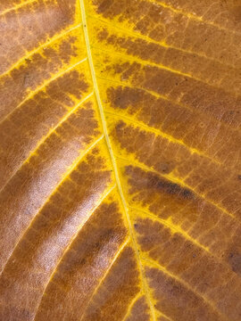 Close-up of a brown autumn leaf with yellow veins in Prospect Park.
