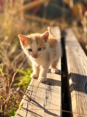 cat in the garden © HannahKate