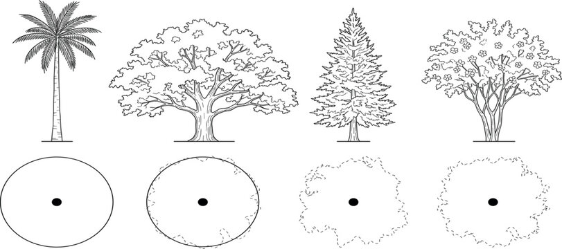 Vector trees in elevation view for use in architectural drawings isolated on transparent background