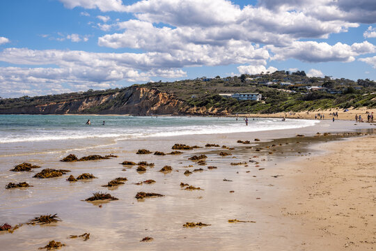 Clumps of washed-up kelp and seaweed scattered across the beach at Anglesea, Victoria, Australia, with beachgoers wade and walk along the shoreline, sandstone cliffs rise above the beach in background