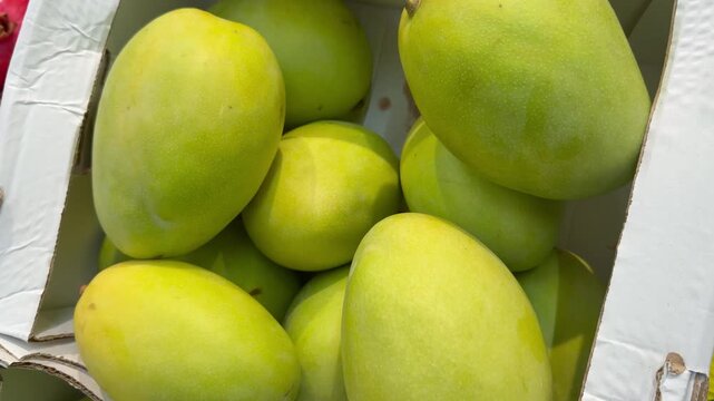 Large green and yellow mango fruits are packed inside a white cardboard shipping box. Fresh organic product, tropical harvest display, grocery store marketplace.