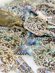 Fresh flower crabs sell at the market © taffpixture