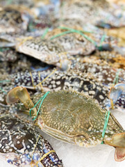 Fresh flower crabs sell at the market © taffpixture