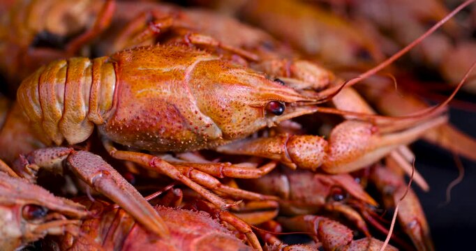 Carcasses of ready-made red crayfish on a black plate, several ready-made crayfish with claws are served as an exquisite organic seafood snack.