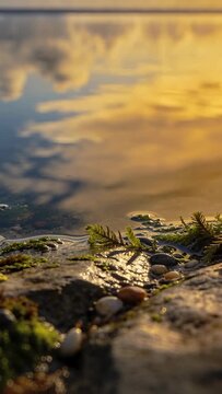 Vertical video: Pulling camera back showing wet rock with moss fern at bank, ripples shifting gold