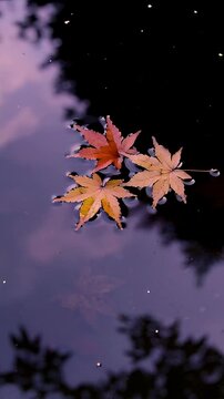Vertical video: Floating three maple leaves bobbing and rotating on pond after droplet ripples