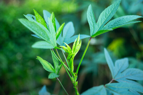 Close up of young green palmate leaves sprouting in a garden.
A high-quality close-up photograph capturing fresh green palmate leaves (resembling roselle, hibiscus.