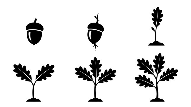 Black silhouette icons showing the growth stages of an oak tree from acorn to sapling