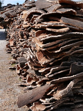 Side view of harvested tree cork vertical photo