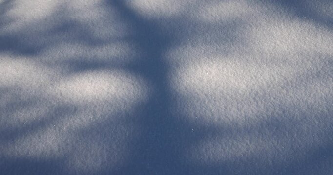 A deep blue tree shadow cast upon a fluffy white snow surface on a clear day a striking contrast between the winter shadow and the pristine, cold snowdrift