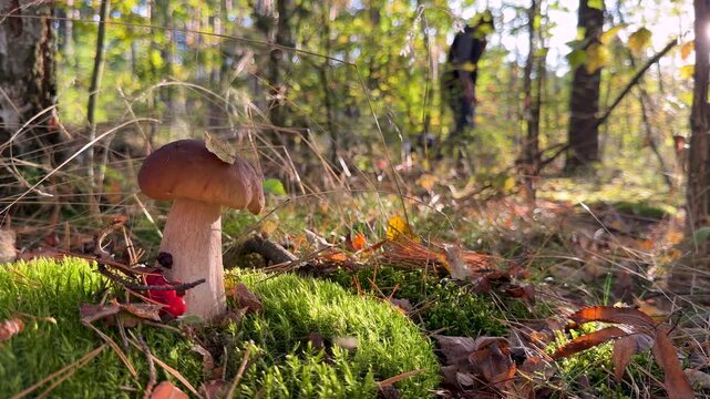 Wild mushrooms in a hand. Selective focus.