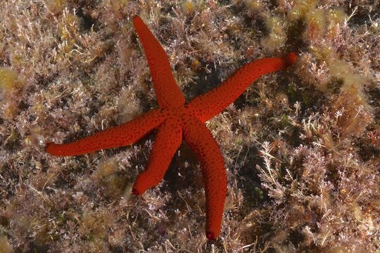 Orange starfish (Hacelia attenuata) in the Mediterranean Sea near Hy&egrave;res. Dive site Giens Peninsula, C&ocirc;te dAzur, France