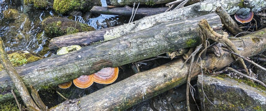 Fallen trees, wood with fungus growing on it, Untertalbach, Rohrmoos-Untertal, Styria, Austria