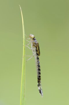 Willow emerald damselfly (Chalcolestes viridis), larva, North Rhine-Westphalia, Germany