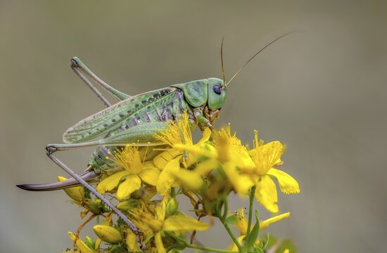 Decticus verrucivorus, deciduous locusts, wart biters, ensifera, female, grasshoppers, insects, long-feeler scares, wait biters, female