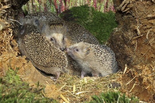Brown-chested hedgehog (Erinaceidae) female with 19-day-old young in hollow tree trunk, Allg&auml;u, Bavaria, Germany