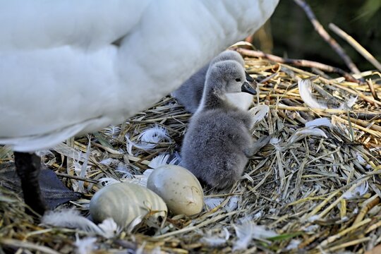Mute swan (Cygnus olor), two hatched chicks with two eggs sitting on nest, Cham, Lake Zug, Canton Zug, Switzerland