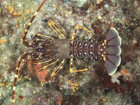 European crawfish (Palinurus elephas) with armored back and strong colors in the Mediterranean near Hy&egrave;res, Giens peninsula diving site, Porquerolles, Provence, C&ocirc;te d'Azur, France