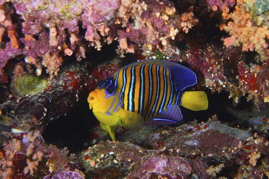 Royal angelfish (Pygoplites diacanthus) in colourful reef. Dive site Daedalus Reef, Red Sea, Egypt