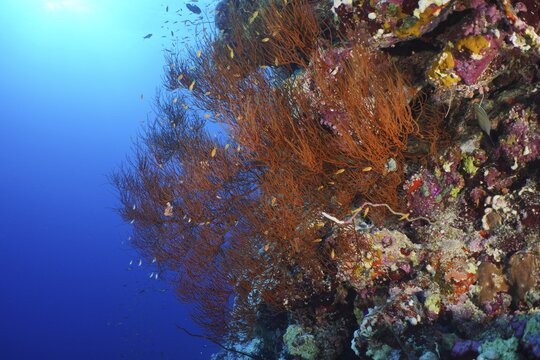 Black coral (Antipathes dichotoma) and group of sea goldie (Pseudanthias squamipinnis), dive site St Johns Reef, Saint Johns, Red Sea, Egypt