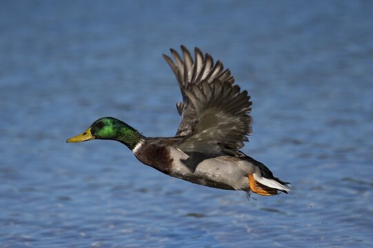 Mallard (Anas platyrhynchos), in flight over water surface, Germany
