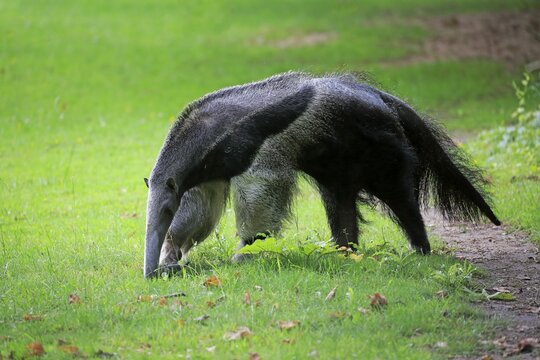 Giant anteater (Myrmecophaga tridactyla), adult, foraging, captive