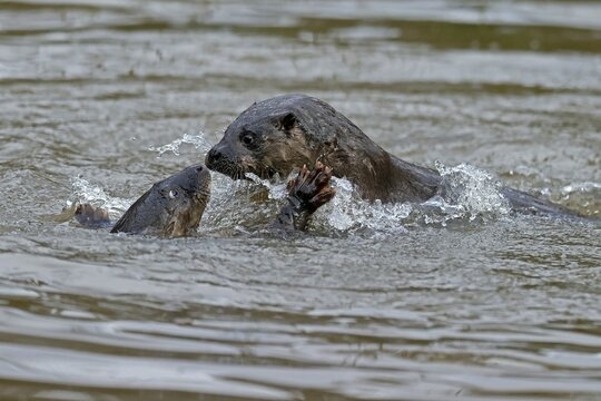 Two young european otter (Lutra lutra), playing in a pond, captive