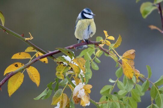 Blue tit, dog rose, parus caeruleus, pink canina, rosaceae, rose family, autumn, birds, dog rose, flora, autumn, tit, passeri, plants, songbirds, songbirds, tits, birds