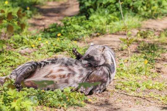 An African civet (Civettictis civetta) lies on the forest floor and preens itself