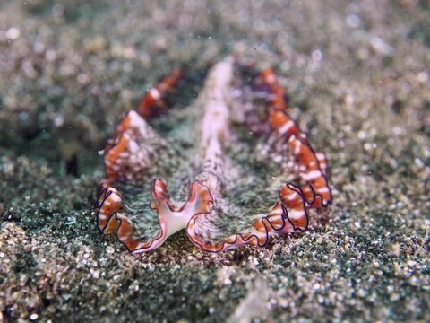 Red-brown swirl worm (Pseudoceros) with wavy patterns and red edges on sand, dive site Secret Bay, Gilimanuk, Bali, Indonesia