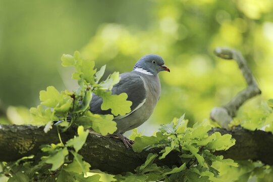 Common wood pigeon (Columba palumbus), North Rhine-Westphalia, Germany