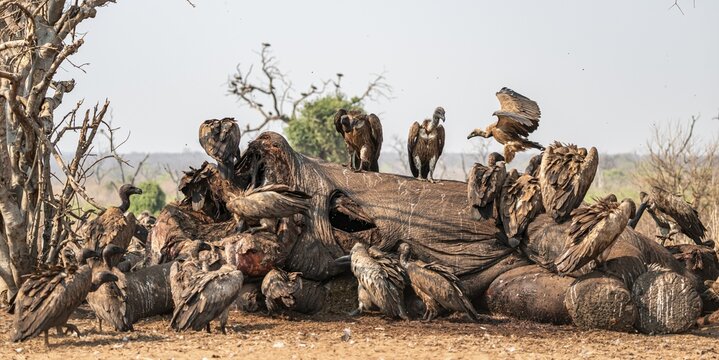 Many white-backed vultures (Gyps africanus), vultures feeding on the carcass of an elephant, macabre scavengers, Ihaha, Chobe National Park, Botswana