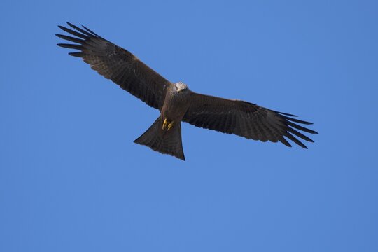 Black Kite (Milvus migrans) in flight, Wittlich, Rhineland-Palatinate, Germany