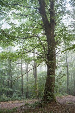 Forest, foggy weather. Chestnut tree. Small Odenwald, Rhine-Neckar district, Baden-W&uuml;rttemberg, Germany