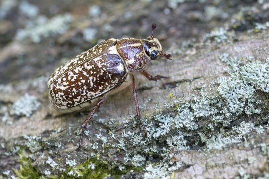 Leaf horn beetle, pine chafer, polyphylla fullo, scarabaeidae, Turkish May beetle, walker, beetle, coleoptera, insects, beetles