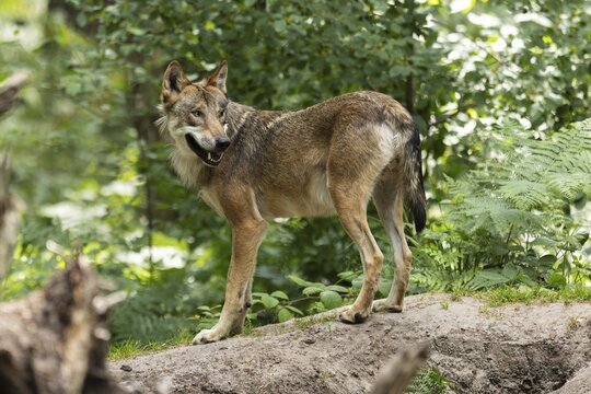 European gray wolf (Canis lupus) standing attentively on a hill, Germany