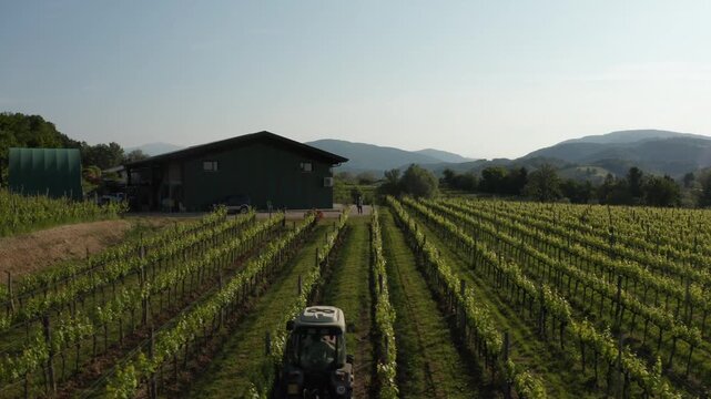 Narrow tractor towing an implement up a vineyard row in Friuli, Italy