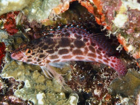 A red and white patterned fish, Coral hawkfish (Cirrhitichthys oxycephalus), among colourful corals, dive site SD, Nusa Ceningan, Nusa Penida, Bali, Indonesia