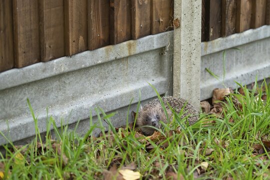 European hedgehog (Erinaceus europaeus) adult animal next to a concrete based wooden garden fence, England, United Kingdom