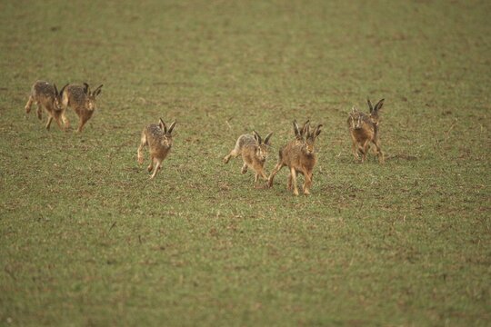 European hare (Lepus europaeus) mating season, seven males chasing a female hare across the field, Lower Austria, Austria, Lower Austria, Austria