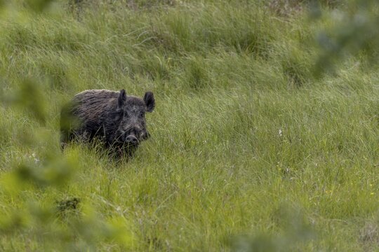 For a brief moment, I think that the wild boar (Sus scrofa) has become aware of me, early summer, defenceless, June, Denmark