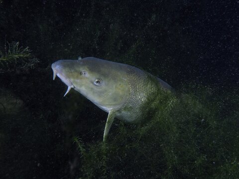 A barbel (Barbus barbus) hides between aquatic plants at night. Dive site Klosterinsel, Rheinau, Canton Zurich, Rhine, High Rhine, Switzerland, Germany