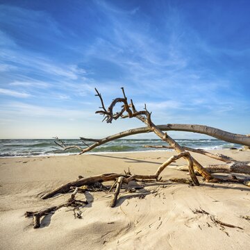 Stormy Baltic Sea in winter, beach with uprooted tree, Fischland-Dar&szlig;-Zingst peninsula, Vorpommersche Boddenlandschaft National Park, Mecklenburg-Western Pomerania, Germany