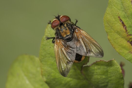 Caterpillar fly, Phasia aurigera (Phasia aurigera) basks on a leaf, Baden- W&uuml;rttemberg, Germany