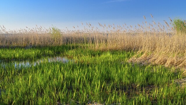 Reed on the shore of Lake D&uuml;mmer, thatch, Lembruch, Lower Saxony, Germany