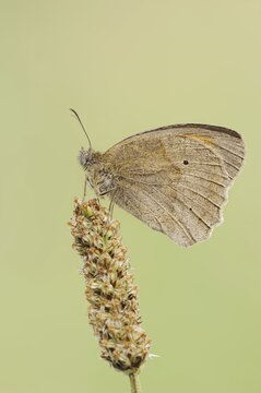 Meadow brown (Maniola jurtina), North Rhine-Westphalia, Germany