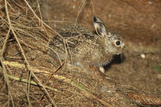 European hare (Lepus europaeus) ca.10 days old young animal, Allg&auml;u, Bavaria, Germany