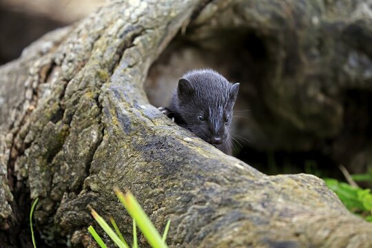 American Mink (Mustela vison), young animal in hollow tree trunk, Pine County, Minnesota, USA